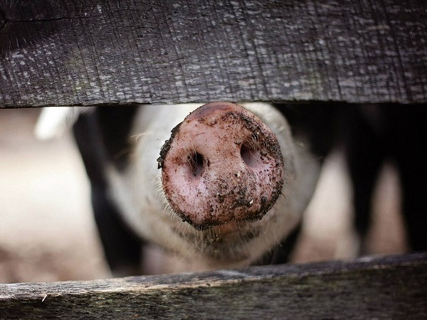 Производитель свинины KSG Agro инвестирует в расширение поголовья и запускает производство в Грузии