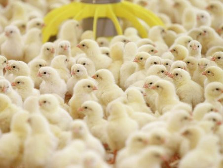 Poultry producer MHP takes 5% stake in Starynska breeding farm in exchange of 0.5% of MHP shares