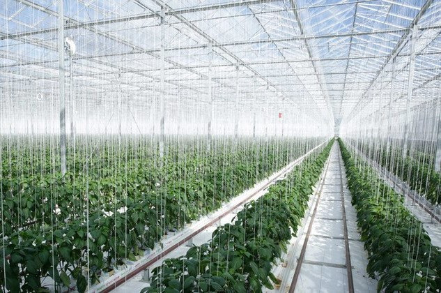Triosan Holding invests EUR 68 mln in the first complex of greenhouses on geothermal energy in Ukraine