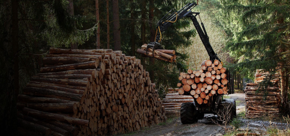 Аналіз ринку лісозаготівлі в Україні