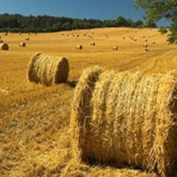 Окупаемость проекта оптовых сельхозрынков составит 15-20 лет