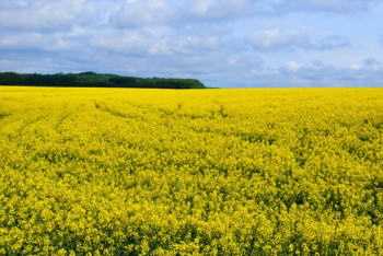 Ukraine tops EMEA countries for future investments by world institutional investors, survey