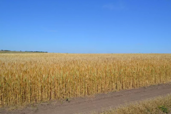 Агрофирма в Запорожской области
