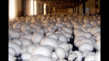 Действующий бизнес по выращиванию шампиньонов