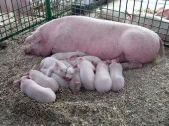 Свинокомплекс