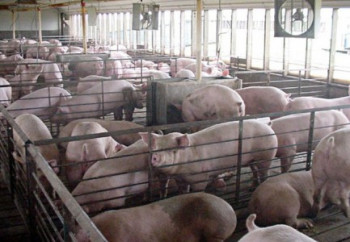 Продажа свинофермы