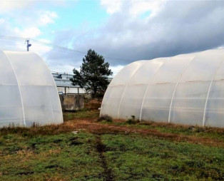 Тепличное хозяйство