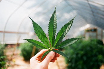 American Investor creates cannabis industry in Ukraine