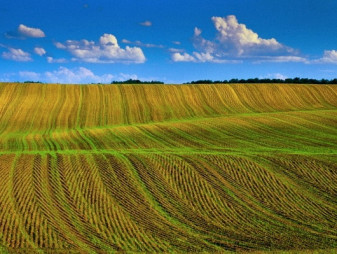 Агрокомпания Cygnet инвестировала $2,3 млн. в 2018 году