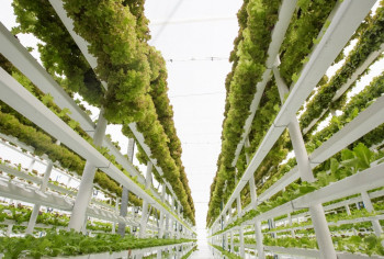 Стартап в сфере вертикального земледелия Bowery Farming привлек $300 млн