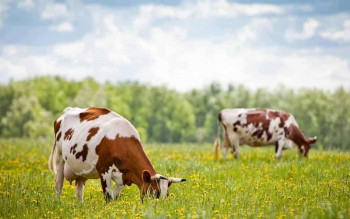 EFI Group Игоря Лиски построит новый завод Feednova в Черкасской области за $25 млн