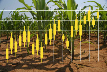 Shares of Ukrainian Agroholdings Rise: IMC Leads with Nearly 15% Growth