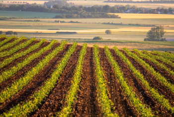 Turkish Onur Group Sells Ukrainian Agribusiness to Myron Ostapchak’s Exim Food Holding