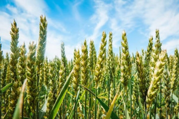 Агрохолдинг Олимп получил контроль над агрокомпанией на Черкасчине