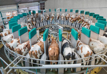 Крупнейшую в мире роботизированную ферму для доения построят под Киевом