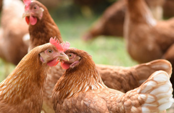 Львовский производитель растительного масла «Олияр» запустил птицефабрику мощностью до 2,3 млн птиц 