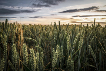 Рынок M&A Украины в агросекторе в 2025 году: ключевые тенденции, консолидация и стратегические сделки