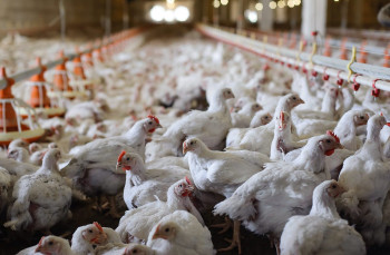 Operating Poultry Complex in Cherkasy Region Offered for Sale at $2.5 Million