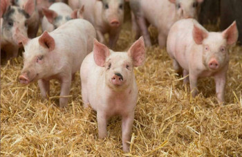 KSG Agro to Invest UAH 25M in Autonomous Water Supply for Pig Farm