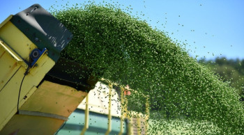China Opens Its Market to Ukrainian Peas, Potentially Accelerating Investment in Processing Capacity in Ukraine