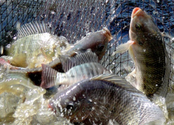 Рынок рыбного хозяйства Украины