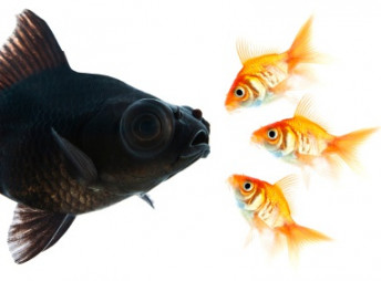 Знаковые сделки слияния и поглощения (M&A) 2014 года в Украине