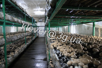 Производство шампиньонов