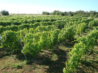 Продается готовый (действующий) бизнес. Виноградник 700 кустов в Запорожской обл.