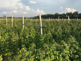 Органическая ягодная ферма, Киевская область, 22 га