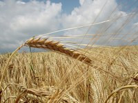 Инвестиционный обзор рынка зерновых культур Украины