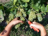 Молдавия привлечет китайские инвестиции в виноградарство и овощеводство, - Минсельхоз Молдавии