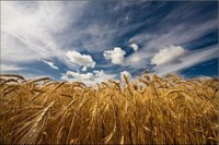 Один из крупнейших производителей хлебной продукции в Украине — группа Lauffer — приобрела активы «Холдинга Т и С»