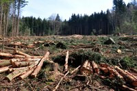 Кто проинвестирует украинскую деревообработку?