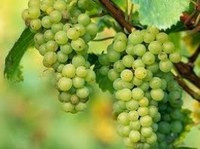 Украину ждет виноградная бизнес революция?