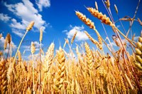 Датская компания Axzon инвестирует до 54 млн. евро в развитие агробизнеса на территории Украины