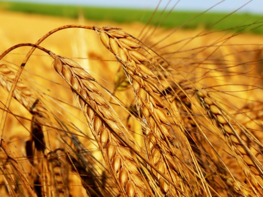 Domestic agrarian state enterprises post UAH 313mln (USD 12mln) in profits in H1