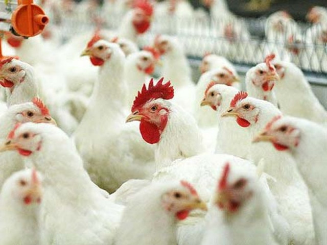Голландцы выкупили 20% украинского производителя курятины