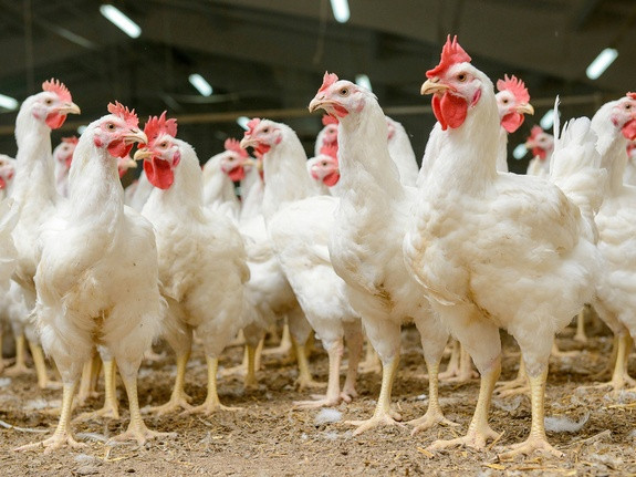 Украинский производитель курятины намерен взять кредит в $100 млн