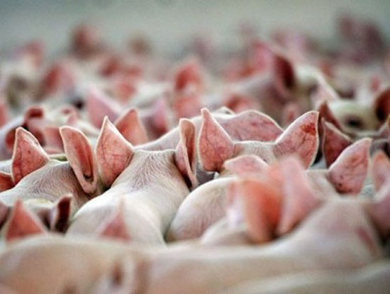 «Дочка» датской агрокомпании откроет свинокомплекс за 12 млн. евро