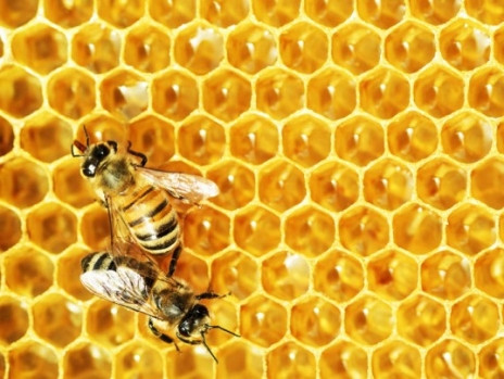 Austrian investors enter into joint venture of honey business worth EUR 10mln 