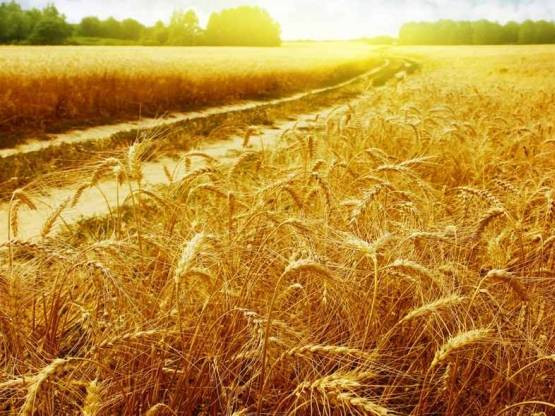 Украинские агрохолдинги оценили в $3,4 млрд
