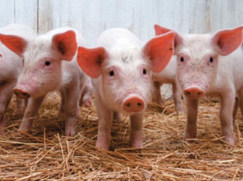 Производитель свинины "СвижачОк" меняет владельца