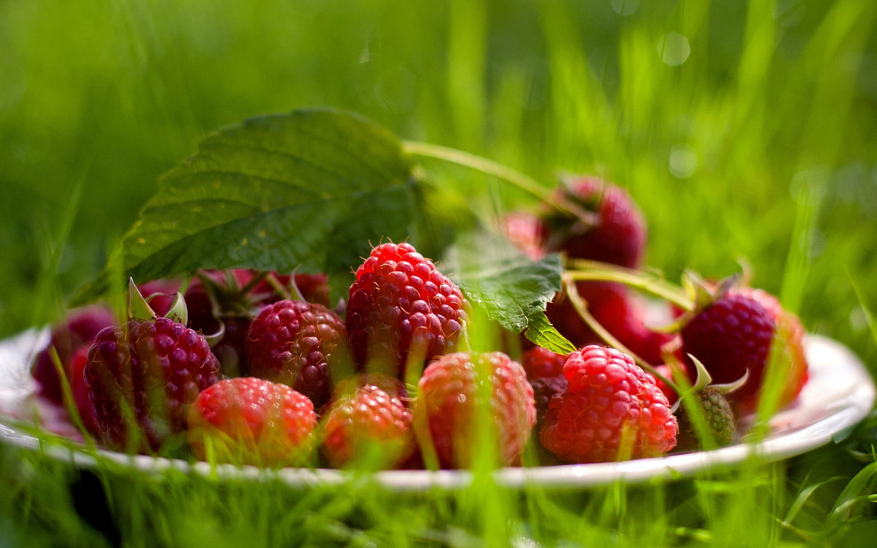 «Мрия» инвестирует в ягодный кооператив