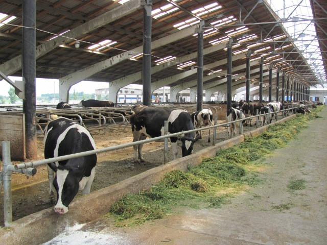 "Астарта" инвестирует $3 млн. в кормовой центр для крупного рогатого скота