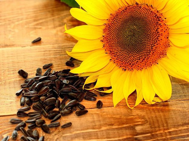DowDuPont invests USD 5 million in sunflower seed production in Poltava region