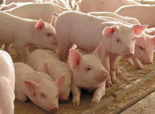 Domestic pig producer erects livestock complex for 30 000 pig heads