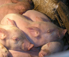 Датчане передумали инвестировать в покупку свиноводческого бизнеса «Калита» В. Новинского