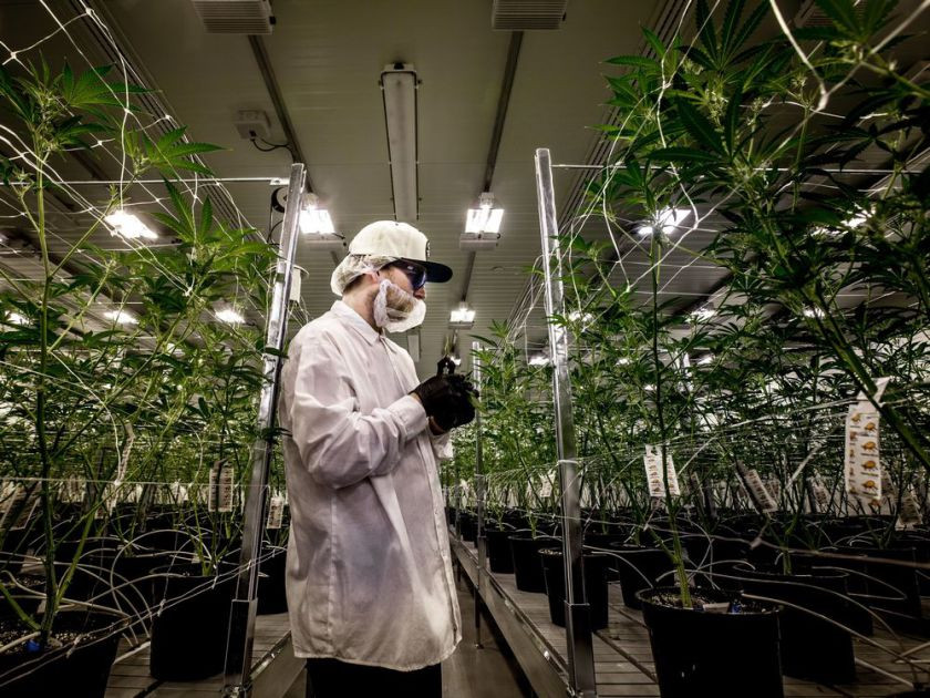 Канадский производитель марихуаны привлек $3,8 млрд. от Constellation Brands