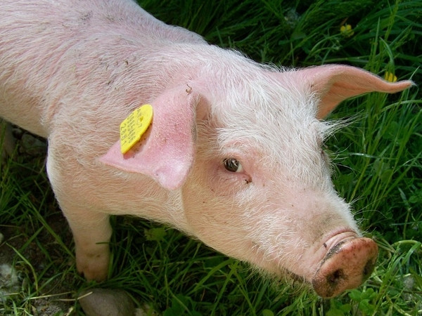 Украинский производитель свинины KSG Agro купит акции субхолдинга Parisifia