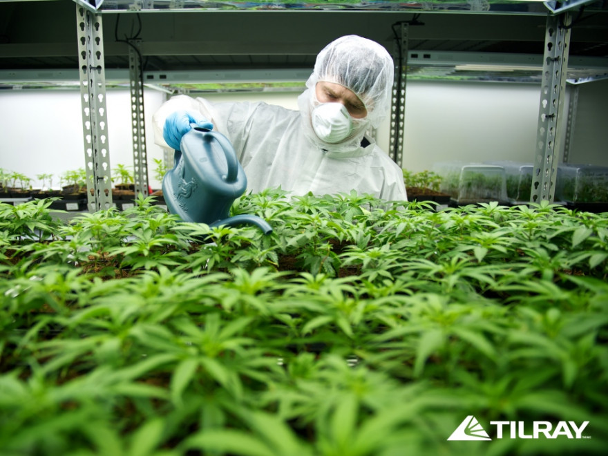 Канадский производитель марихуаны Tilray Inc. провел первое IPO в отрасли